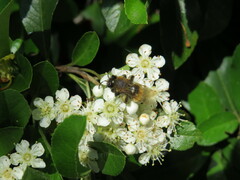Andrena fulva