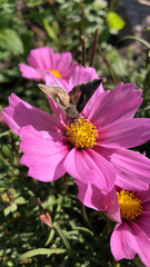 Anagrapha falcifera
