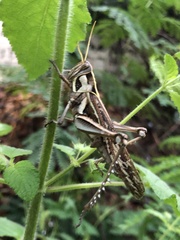 Cyrtacanthacris tatarica