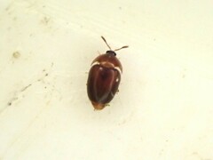 Sericoderus