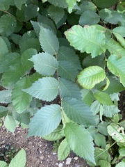 Ulmus americana