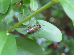 Macrophya punctumalbum