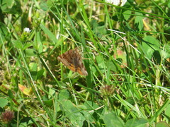 Euclidia glyphica