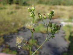 Erigeron floribundus