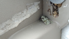 Lacinipolia laudabilis