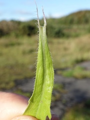 Erigeron floribundus