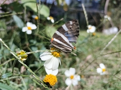 Panthiades bathildis