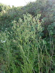 Erigeron floribundus