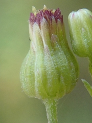 Erigeron floribundus