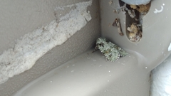 Lacinipolia laudabilis