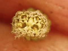 Erigeron floribundus