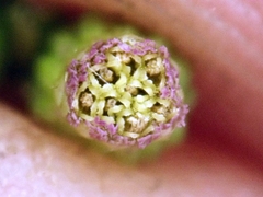 Erigeron floribundus