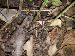 Eratigena atrica