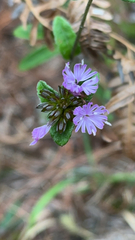 Elephantopus tomentosus