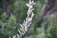 Cylindropuntia
