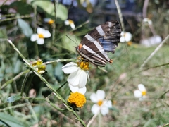 Panthiades bathildis