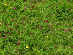 Astragalus hypoglottis hypoglottis
