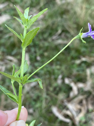 Monopsis stellarioides image