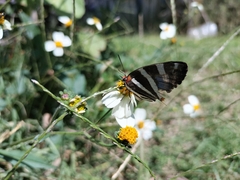 Panthiades bathildis