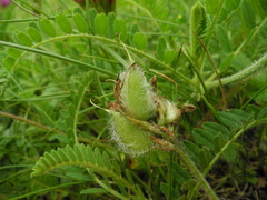 Astragalus hypoglottis hypoglottis