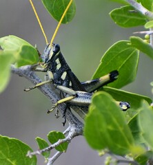 Schistocerca albolineata