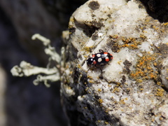 Eriopis connexa
