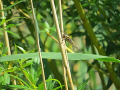 Libellula quadrimaculata