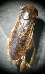 Callicorixa wollastoni