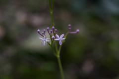 Valeriana urticifolia