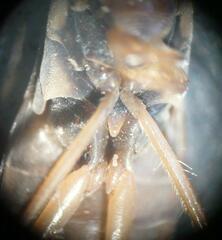 Callicorixa wollastoni