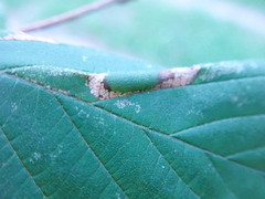 Phyllonorycter nicellii