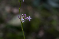 Valeriana urticifolia