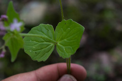 Valeriana urticifolia