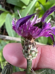 Centaurea nigrescens