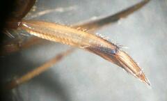Callicorixa wollastoni