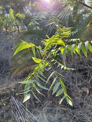 Juglans hindsii