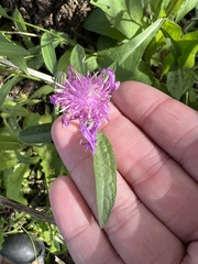 Centaurea nigrescens