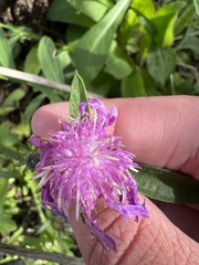 Centaurea nigrescens