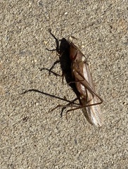 Neoconocephalus triops