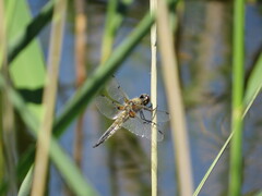Libellula quadrimaculata