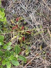 Dionaea muscipula