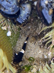 Clinocottus globiceps