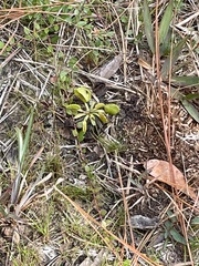 Dionaea muscipula