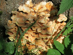 Laetiporus sulphureus