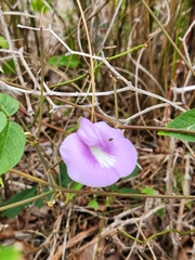 Centrosema virginianum