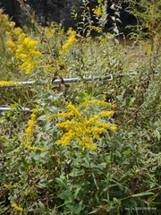 Solidago altissima