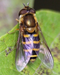 Syrphus torvus