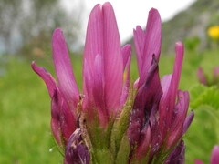 Astragalus hypoglottis hypoglottis