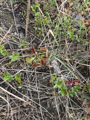 Dionaea muscipula