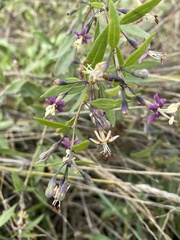 Lycium barbarum
